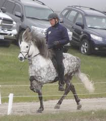 Gandalfur Fra Selfossi Stallion